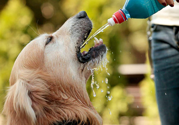 Сколько воды должна пить собака - Кот и Пёс